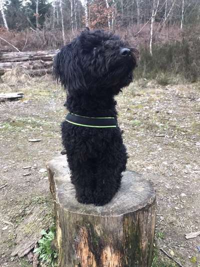 Seltene Rassen!-Beitrag-Bild