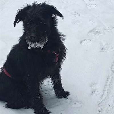 TierschutzhundeStammtisch🐕-Beitrag-Bild