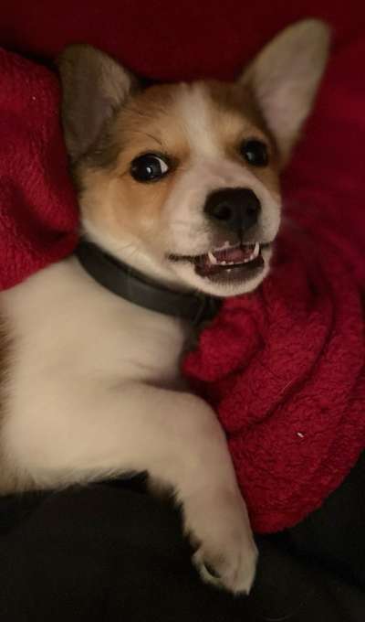 CHALLENGE NR. 19 - Der Hundeblick-Beitrag-Bild