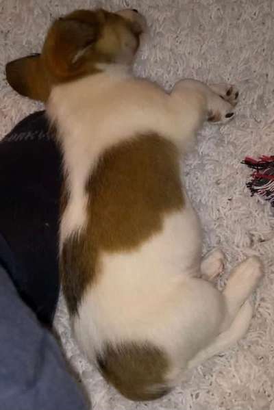 Welpen Bilder !-Beitrag-Bild