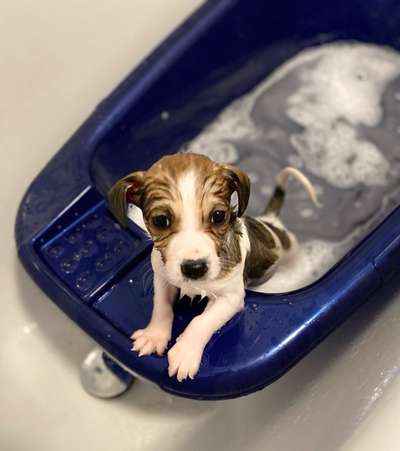 Dogorama-Monats-Challenge-Mai "Wasser"-Beitrag-Bild