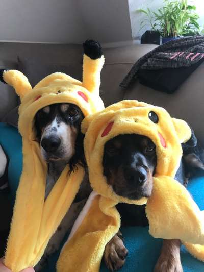 Hier ist der Spaßthread. Zum Schmunzeln und Kaputtlachen-Beitrag-Bild