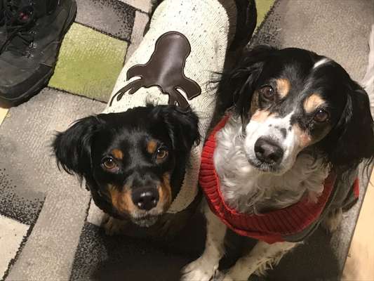 Tierschutzhund ist meine Lieblingsrasse-Beitrag-Bild