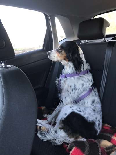 Seltene Rassen!-Beitrag-Bild