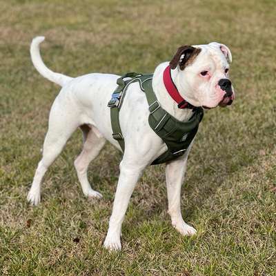 Hundetreffen-Playdate für Molosser/Bulldoggen 🐾-Bild