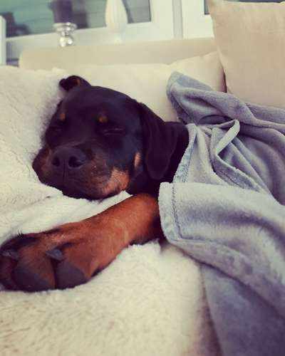 Fotochallenge Nr. 59 - Mein Hund zeigt die Zunge-Beitrag-Bild