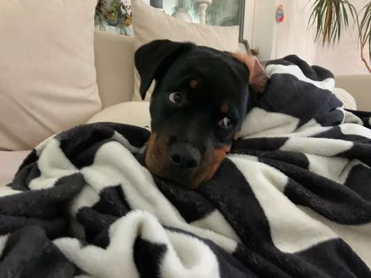 Rottweiler-Beitrag-Bild