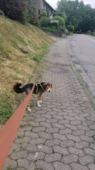 Hundetreffen-Gassi-Bild