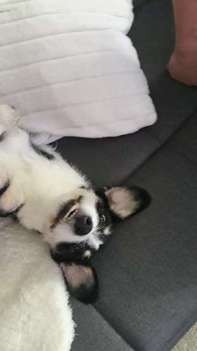 Zeigt eure verrücktesten Hundebilder-Beitrag-Bild