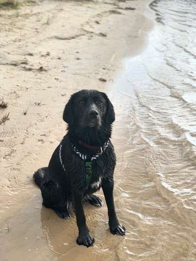 Dogorama-Monats-Challenge-Mai "Wasser"-Beitrag-Bild