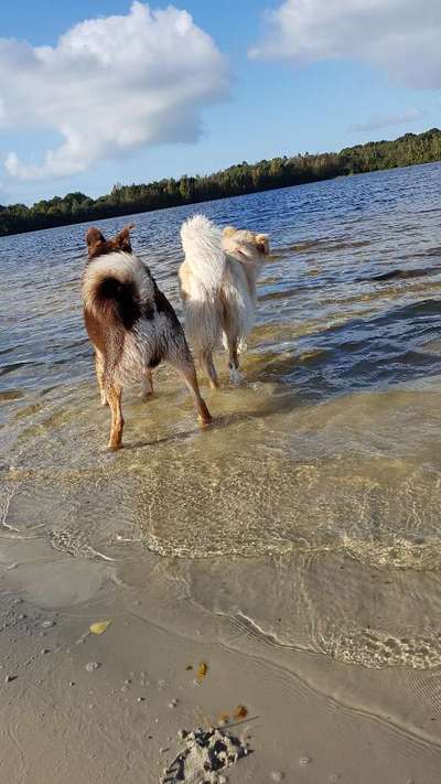 Hundeauslaufgebiet-Wieksee-Bild