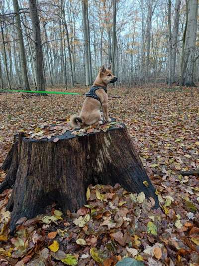 Hundetreffen-Suche Spielkamerad-Bild