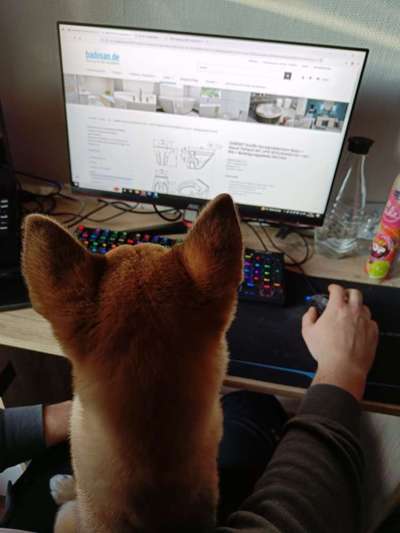 Dogorama Photo Challenge - Wir schauen fern (TV)-Beitrag-Bild