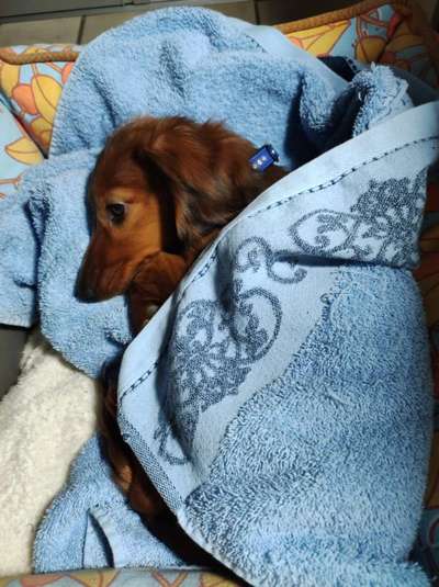 Dogorama Photo Challenge - Der Frühling kommt-Beitrag-Bild