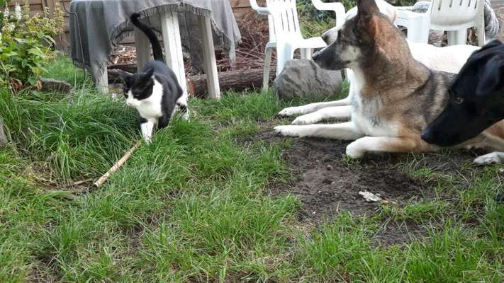 Foto-Challenge Nr. 90: Lebensfreude-Beitrag-Bild