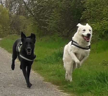 Foto-Challenge Nr. 90: Lebensfreude-Beitrag-Bild