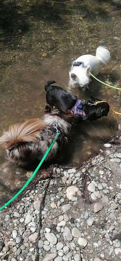 Die Dogorama Wochen Challenge-Beitrag-Bild