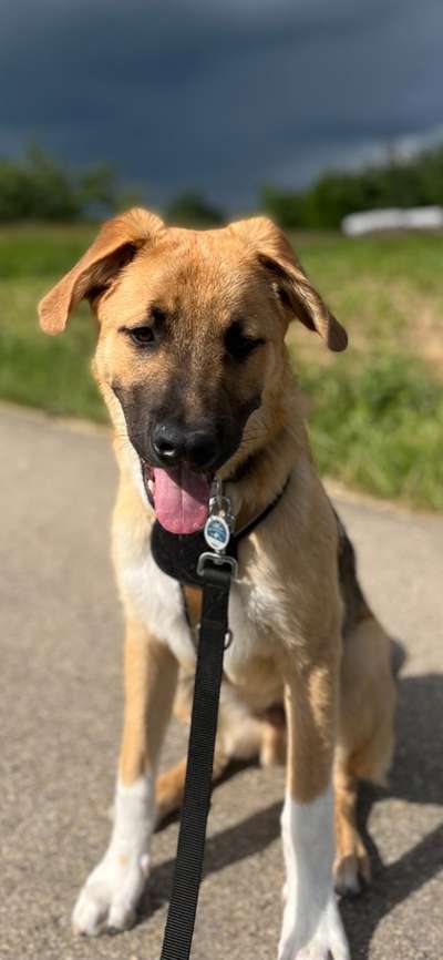 Tongue Out Tuesday-Beitrag-Bild