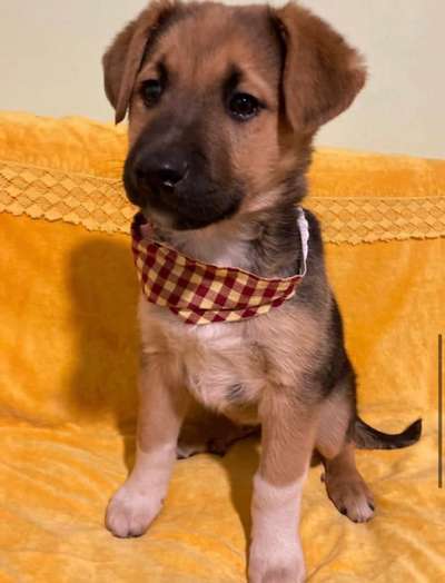 Das erste Bild eures Hundes-Beitrag-Bild