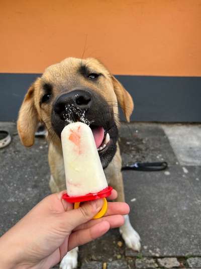 Hundeeis selber machen. Tipps?-Beitrag-Bild