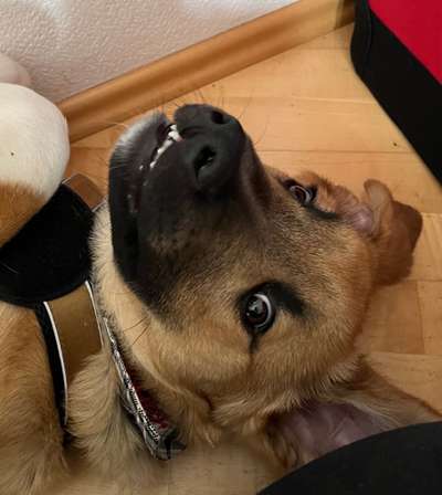 Zeigt mir die tollste Nahaufnahme von eurer Fellnase-Beitrag-Bild