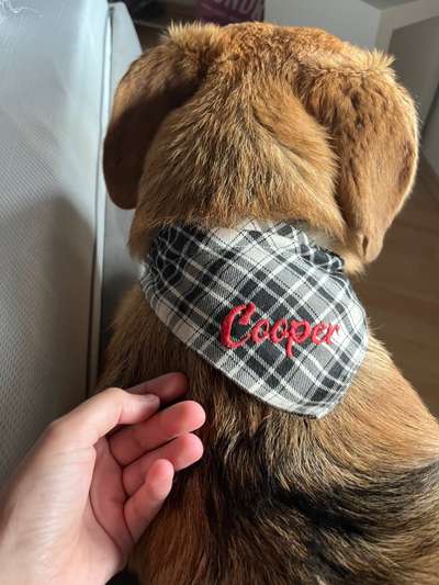 Wie heißen eure Hunde und warum?-Beitrag-Bild