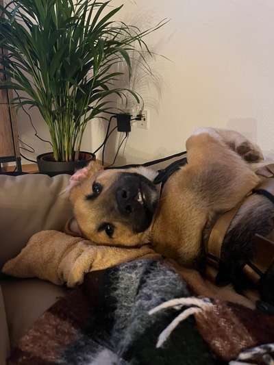 Auslandstierschutz-Beitrag-Bild