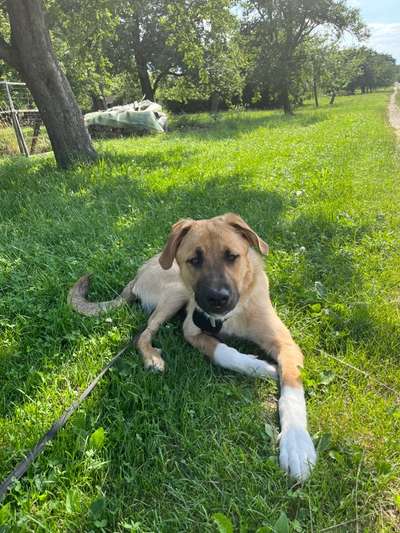 Mischlingshunde Foto Aufruf-Beitrag-Bild