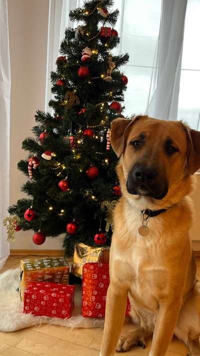 Herdenschutzhunde-Beitrag-Bild