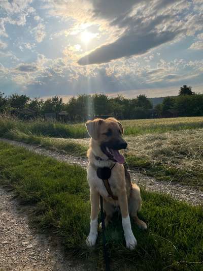 Herdenschutzhunde-Beitrag-Bild