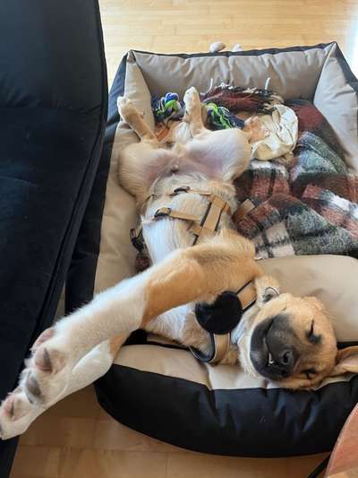 Schlafposition-Beitrag-Bild