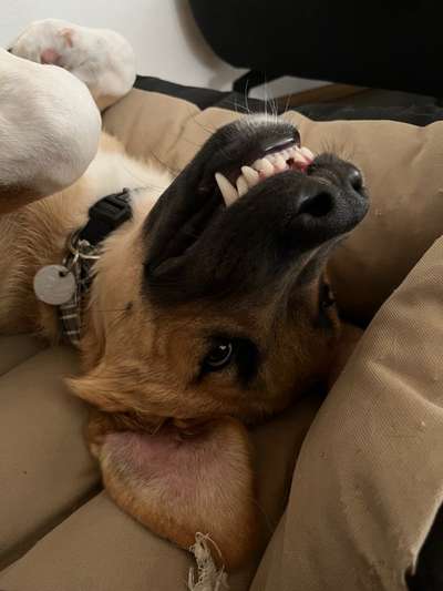 Dogorama Photo Challenge - lustigste Grimasse-Beitrag-Bild