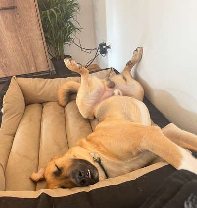 Hands,äh Pfoten up in the Air-Beitrag-Bild