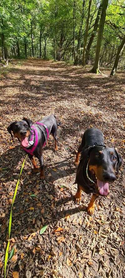 Mehrere Hunde zuhause !-Beitrag-Bild