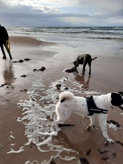 Sibirisch Europäisch Laika-Beitrag-Bild