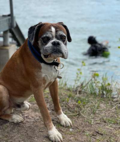 Dogorama-Monats-Challenge-Mai "Wasser"-Beitrag-Bild