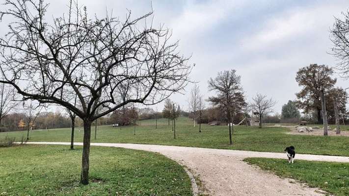 Hundeauslaufgebiet-Bürgerpark-Bild