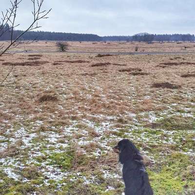 Hundeauslaufgebiet-Kaltenkirchener Heide-Bild