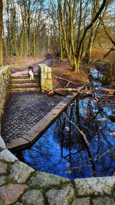 Hundeauslaufgebiet-Alsterquelle-Bild