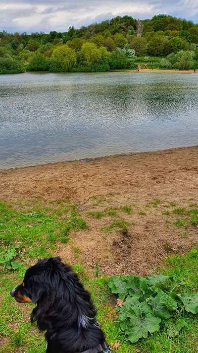 Hundeauslaufgebiet-Hummelsee-Bild