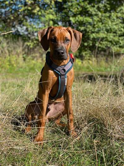 Rhodesian Ridgeback-Beitrag-Bild