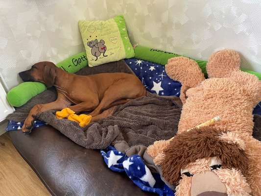 Rhodesian Ridgeback-Beitrag-Bild