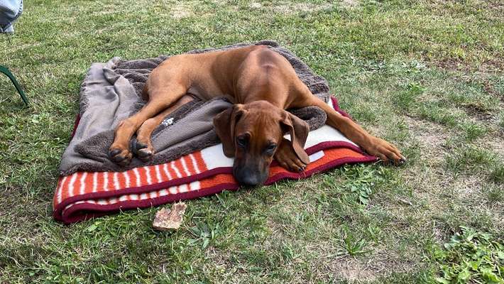 Rhodesian Ridgeback-Beitrag-Bild