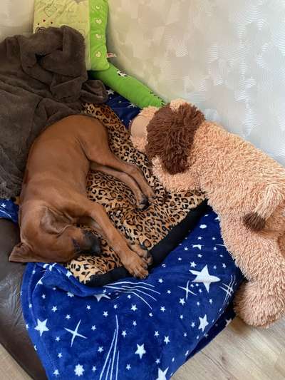 Rhodesian Ridgeback-Beitrag-Bild