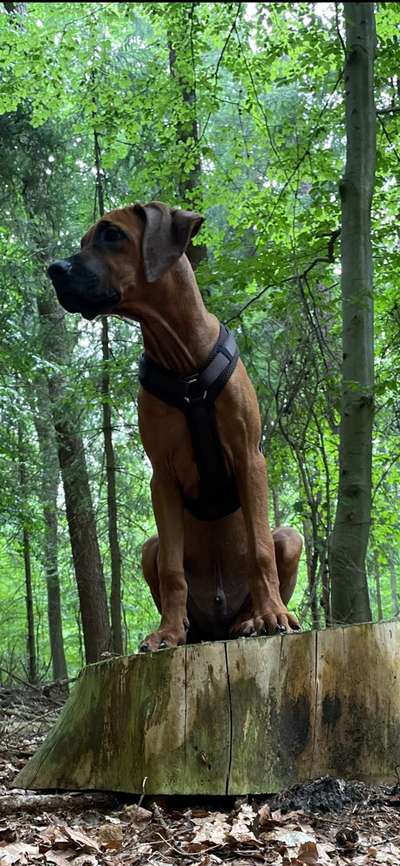 Rhodesian Ridgeback-Beitrag-Bild
