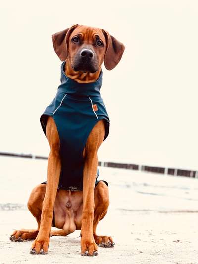 Dogorama Foto Challenge - Wanderziel-Beitrag-Bild