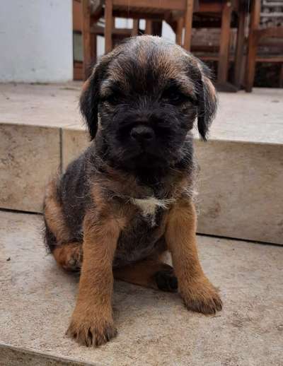 Wartezeit auf Welpen-Beitrag-Bild