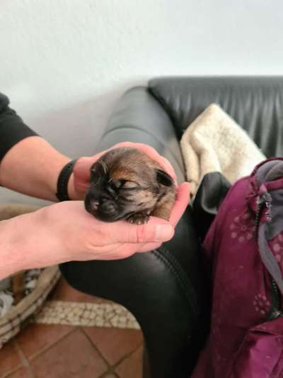 Wartezeit auf Welpen-Beitrag-Bild