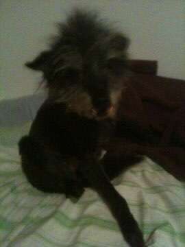 euer ältester Hund ?-Beitrag-Bild