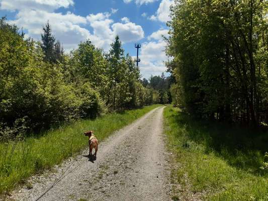 Hundeauslaufgebiet-Wald ggü. Olympia-Schießanlage-Bild